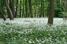 Bärlauch im Nationalpark Hainich