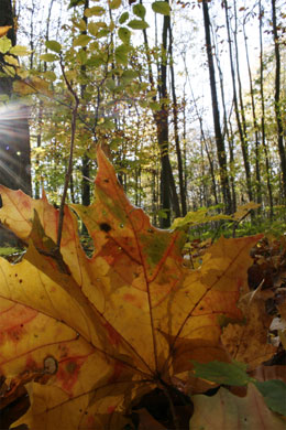 Herbststimmung im Naturpark Eichsfeld-Hainich-Werratal